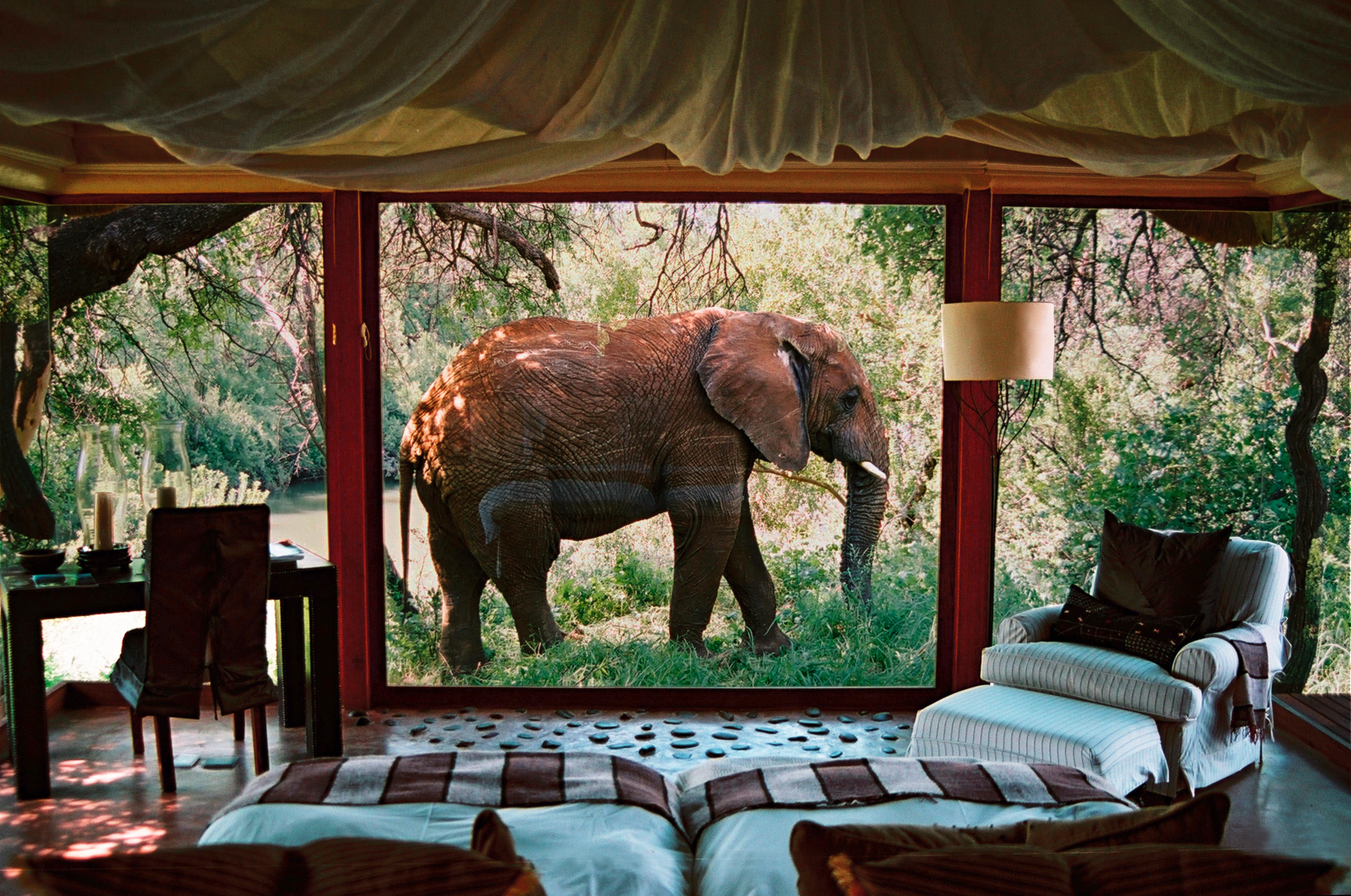 Best Things to Do in Makanyane Luxury Safari Lodge